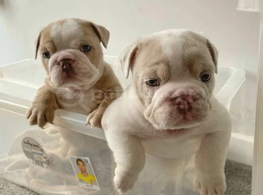 A Kalite Dişi Erkek Ingiliz Bulldog Yavrularımız görsel