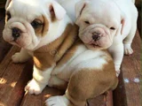 A Kalite Dişi Erkek Ingiliz Bulldog Yavrularımız