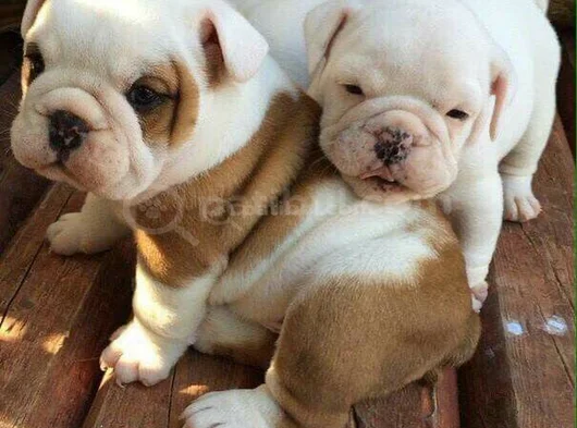A Kalite Dişi Erkek Ingiliz Bulldog Yavrularımız görsel