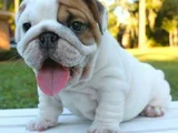 A kalite dişi erkek ingiliz bulldog yavrularımız