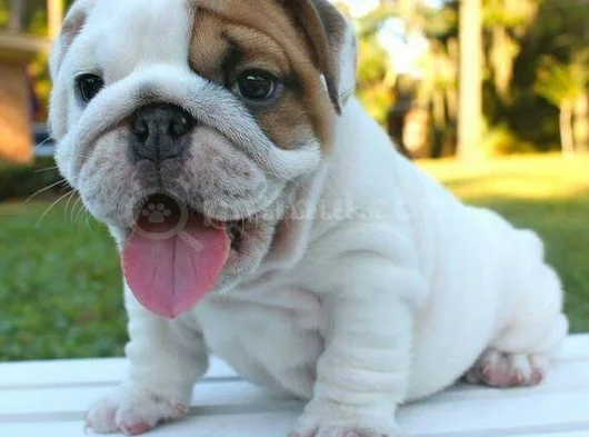 A Kalite Dişi Erkek Ingiliz Bulldog Yavrularımız