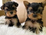 Dişi erkek yorkshire terrier yavrularımız