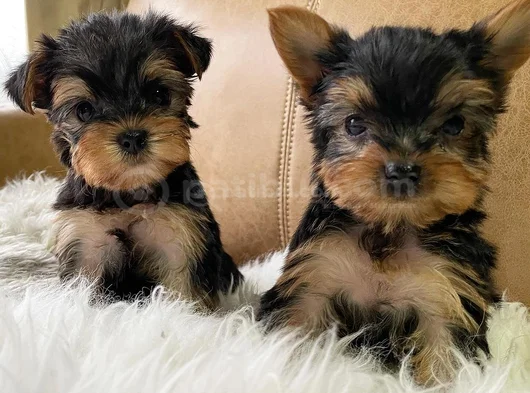 Dişi erkek yorkshire terrier yavrularımız