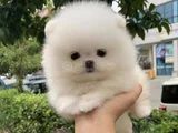Dişi erkek pomeranian yavrularımız