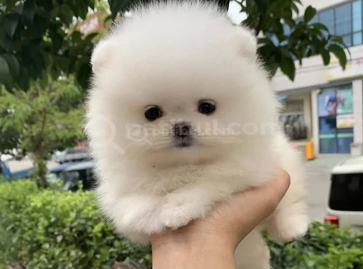 Dişi Erkek Pomeranian Yavrularımız