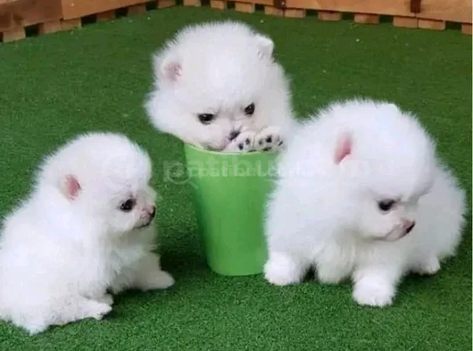 Dişi Erkek Pomeranian Yavrularımız görsel