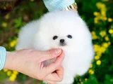 Dişi Erkek Pomeranian Yavrularımız