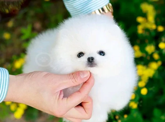 Dişi Erkek Pomeranian Yavrularımız görsel