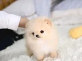 Dişi Erkek Pomeranian Yavrularımız