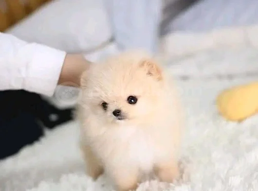 Dişi Erkek Pomeranian Yavrularımız görsel