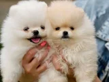 Dişi Erkek Pomeranian Yavrularımız