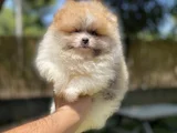 Sağlık Vesağlık Ve Irk Garantili Pomeranian Yavrularımız