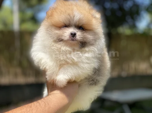 Sağlık Vesağlık Ve Irk Garantili Pomeranian Yavrularımız görsel