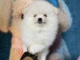 Sağlık veSağlık ve ırk garantili pomeranian yavrularımız