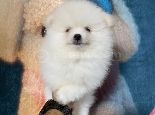 Sağlık Vesağlık Ve Irk Garantili Pomeranian Yavrularımız