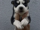 Mavi göz husky bebekler