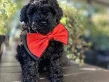 Si̇yah İnci̇ Toy Poodle Bebekler