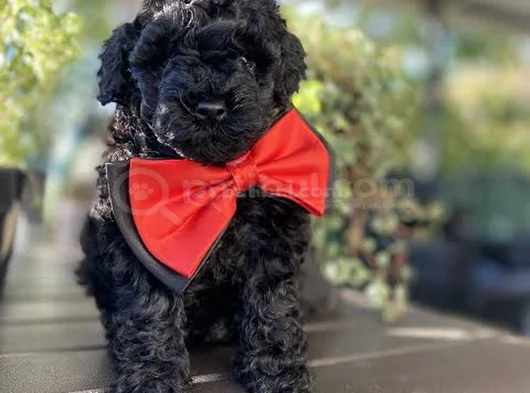 Si̇yah İnci̇ Toy Poodle Bebekler