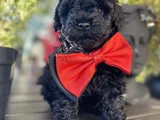Si̇yah İnci̇ Toy Poodle Bebekler