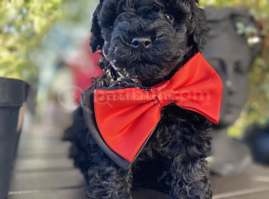 Si̇yah İnci̇ Toy Poodle Bebekler görsel