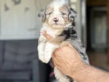 KORE RED BROWN  TOY POODLE YAVRUMUZ AKALİTE