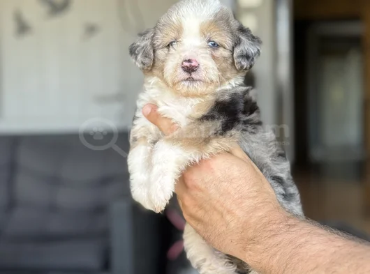 Kore Red Brown  Toy Poodle Yavrumuz Akali̇te