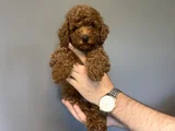 Kore Red Brown  Toy Poodle Yavrumuz Akali̇te