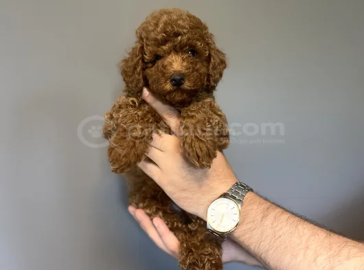 Kore Red Brown  Toy Poodle Yavrumuz Akali̇te görsel
