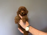 Kore Red Brown  Toy Poodle Yavrumuz Akali̇te