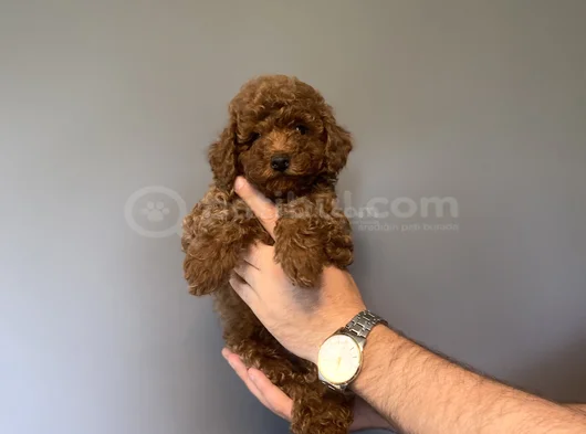 Kore Red Brown  Toy Poodle Yavrumuz Akali̇te görsel