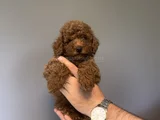 Kore Red Brown  Toy Poodle Yavrumuz Akali̇te