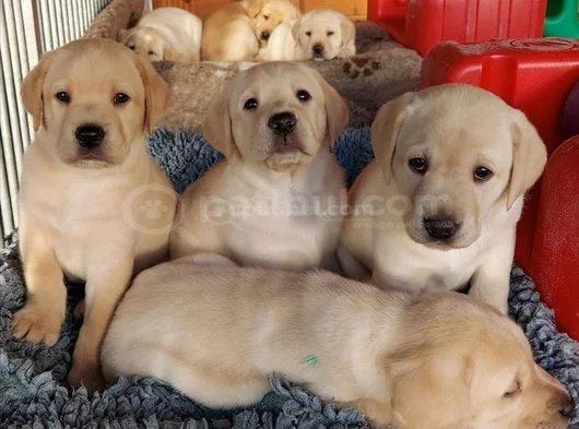 KÜT BURUNLU GOLDEN BEBEKLER