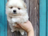 Sağlık Vesağlık Ve Irk Garantili Pomeranian Yavrularımız