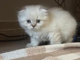 Efsane Güzellikte