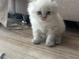 Efsane Güzellikte