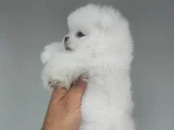 Üst Kali̇te De Babyface Boo Yavrulari
