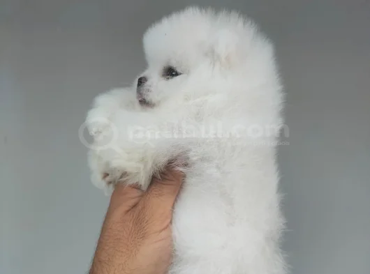 Üst Kali̇te De Babyface Boo Yavrulari görsel