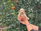 Malti̇poo Teacup Tatli Yavrularimiz