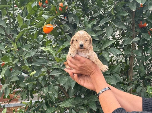 Malti̇poo Teacup Tatli Yavrularimiz görsel