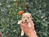 MALTİPOO TEACUP TATLI YAVRULARIMIZ