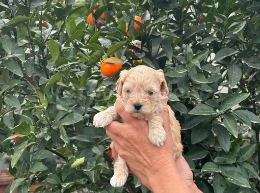 Malti̇poo Teacup Tatli Yavrularimiz