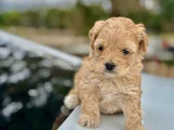 TEACUP KORE MİNİK BOY MALTİPO BEBEKLERİMİZ