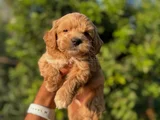 Evinize Neşe Getirecek  Teacup Maltipoo Yavrularımız