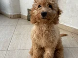 3 Aylık Toy Podel