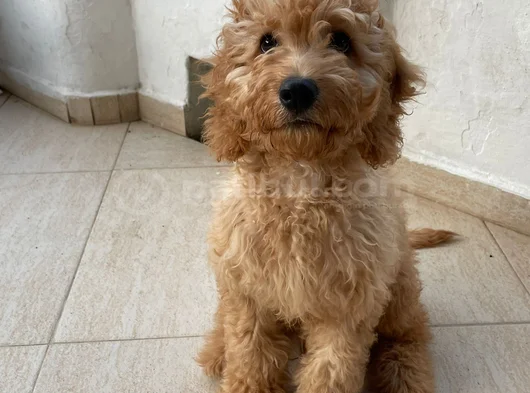 3 Aylık Toy Podel görsel