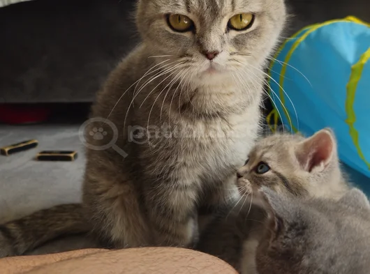 1 Yasında Güzellik Abidesi görsel
