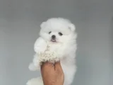 Üst Kali̇te De Babyface Boo Yavrulari