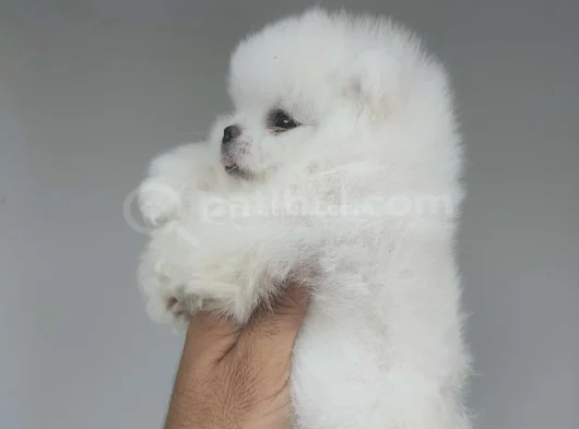Üst Kali̇te De Babyface Boo Yavrulari görsel