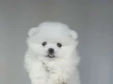 Üst Kali̇te De Babyface Boo Yavrulari