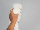 ÜST KALİTE DE BABYFACE BOO YAVRULARI
